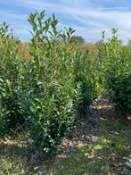 Laurieren met kluit, Enlèvement