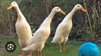 Recherchée : canards femelles Diest-Struiden-Hasselt, Animaux & Accessoires, Volatiles