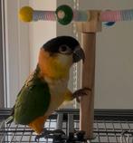 Zwartkop Caique handtam, Dieren en Toebehoren, Vogels | Parkieten en Papegaaien