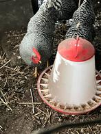 Haan, Dieren en Toebehoren, Pluimvee, Mannelijk, Kip