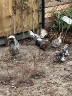 Pluimvee sierkippen, Dieren en Toebehoren, Meerdere dieren, Kip