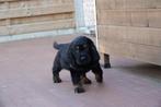 Prachtige Golden cocker retriever pup (reutje), Dieren en Toebehoren, Honden | Retrievers, Spaniëls en Waterhonden, België, Overige rassen