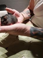 Russische hamster en kooi, Juillet, Femelle