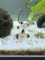Panda corydora, Dieren en Toebehoren, Vissen | Aquariumvissen, Overige typen, Zoetwatervis