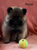 Kleinkees/ duitse spitz, Dieren en Toebehoren, Honden | Poolhonden, Keeshonden en Oertypen, België, Keeshond, 15 weken tot 1 jaar