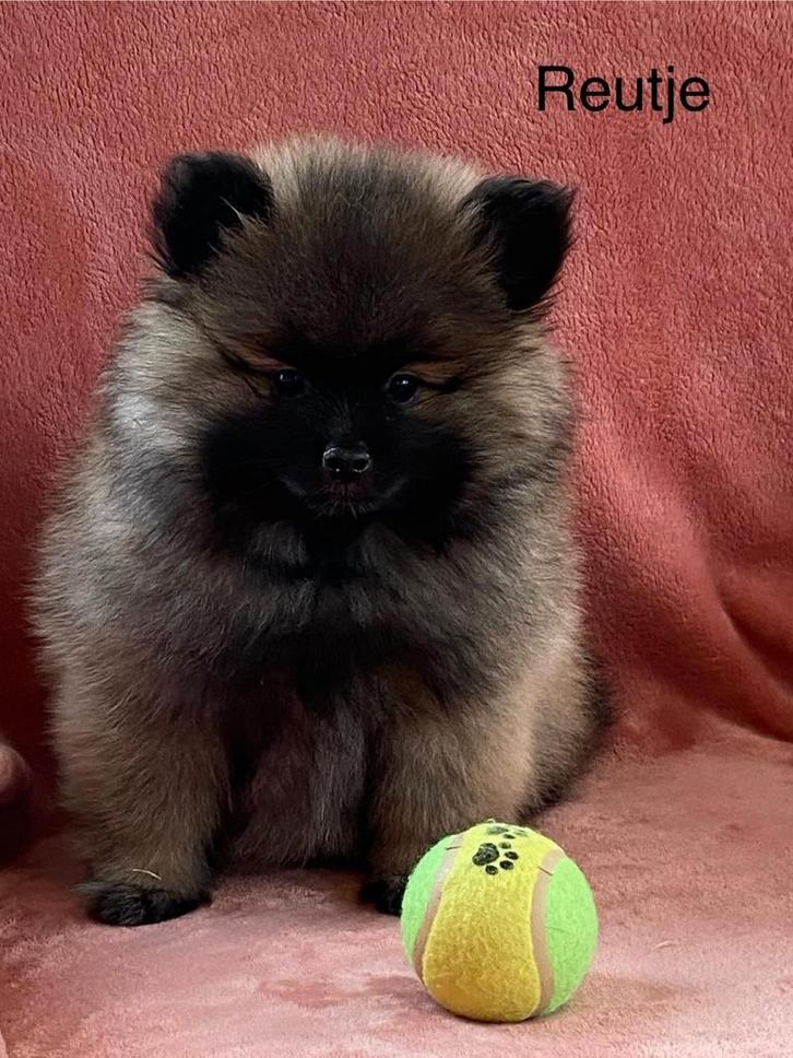 Kleinkees/ duitse spitz, Dieren en Toebehoren, Honden | Poolhonden, Keeshonden en Oertypen, Meerdere dieren, Keeshond, Fokker | Professioneel