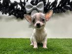 Kortharige MINI Chihuahua pup