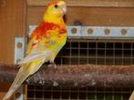 Parkieten Roodruggen, Dieren en Toebehoren, Meerdere dieren, Parkiet, Geringd