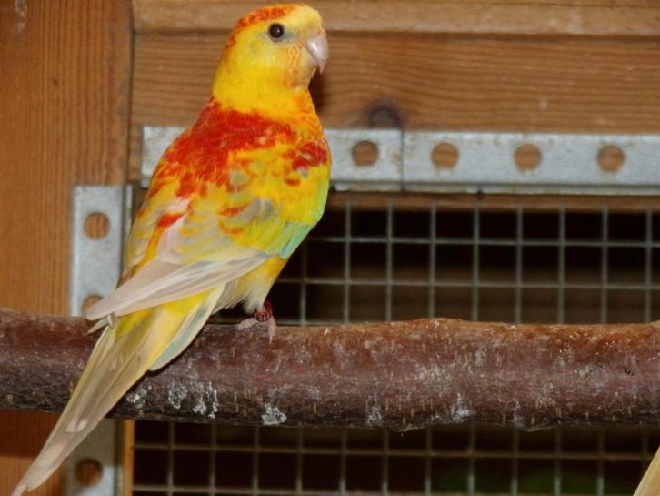 Parkieten Roodruggen, Dieren en Toebehoren, Vogels | Parkieten en Papegaaien, Parkiet, Meerdere dieren, Geringd
