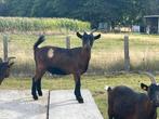 Gecastreerd bokje, Dieren en Toebehoren, 0 tot 2 jaar