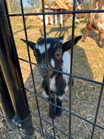 Dwerggeitje bokje, Animaux & Accessoires