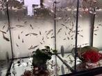 Guppies, Vis, Zoetwatervis
