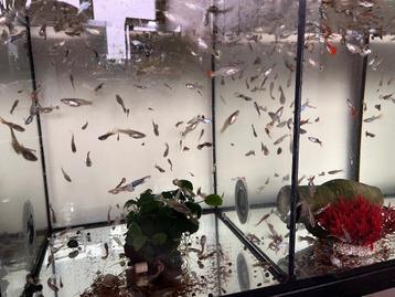 Guppies beschikbaar voor biedingen