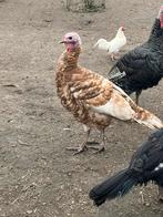 Kalkoenen te koop, Dieren en Toebehoren, Meerdere dieren, Kalkoen