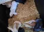 Vlaamse reuzen konijnen, Meerdere dieren, Groot, 0 tot 2 jaar