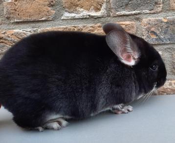 Chinchilla : Black Pearl bokje