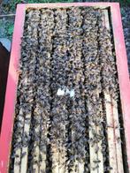 Colonie d'abeilles Buckfast reines 2023, Enlèvement