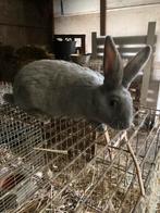 Blauw van Sint-Niklaas, Dieren en Toebehoren