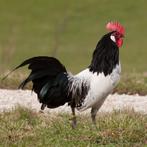 Lakenvelder haan, Dieren en Toebehoren, Pluimvee, Mannelijk, Kip