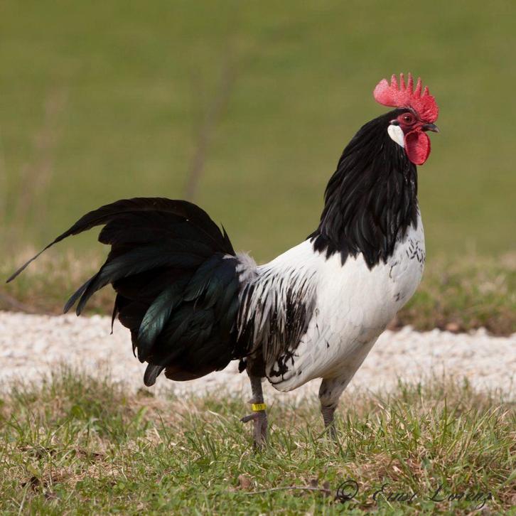Lakenvelder haan, Dieren en Toebehoren, Pluimvee, Kip, Mannelijk