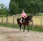 Paard te koop, Dieren en Toebehoren, Paarden, Gechipt, Minder dan 160 cm, Ruin, Zadelmak
