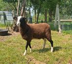 Lam, Dieren en Toebehoren, Mannelijk, Schaap, 0 tot 2 jaar