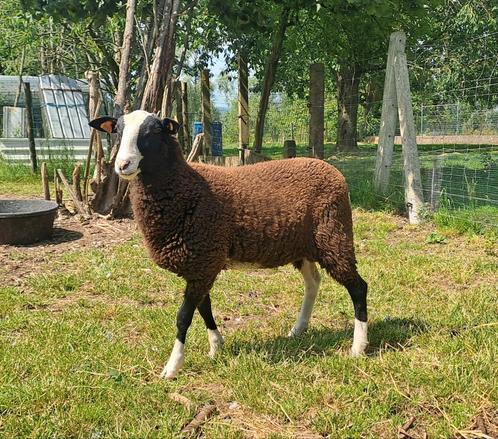 Lam, Dieren en Toebehoren, Schapen, Geiten en Varkens, Schaap, Mannelijk, 0 tot 2 jaar
