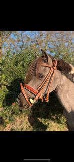 Pony’s zoeken verzorgster, Dieren en Toebehoren, Pony's