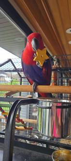 Edelpapegaai, Vrouwelijk, Papegaai, Tam