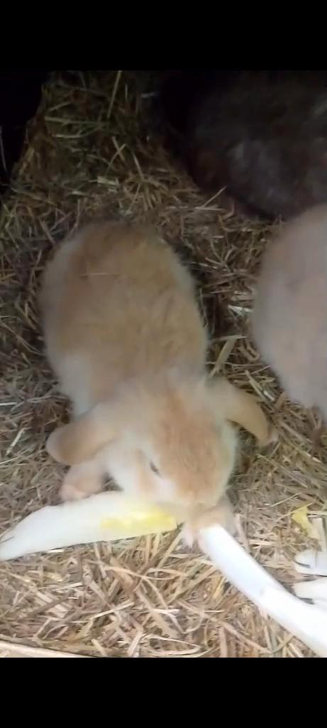 Jong Superlief NHD dwergkonijn duo, Dieren en Toebehoren, Konijnen, Dwerg, Meerdere dieren, 0 tot 2 jaar, Hangoor