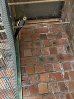 Valkparkiet, Mâle, Perruche