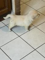 Mooi nestje golden retrievers, Dieren en Toebehoren, Golden retriever, België, CDV (hondenziekte), 8 tot 15 weken