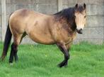 Quarter HORSE Buckskin Merrie, Westernpaard, 11 jaar of ouder, Merrie, Gechipt