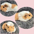 Jonge cavia (zeug) die het nest kan verlaten., Animaux & Accessoires, Rongeurs, Femelle, Cobaye, Domestique