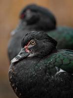 Gezocht zwarte Barbarie Eend, Dieren en Toebehoren, Eend