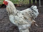 Brahma Vuilwit haan, Dieren en Toebehoren, Mannelijk, Kip