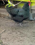 Koppel raszuivere australorp kippen, Dieren en Toebehoren