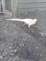 Gele goudfazant, Dieren en Toebehoren, Pluimvee, Geslacht onbekend, Overige soorten