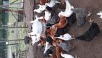 Legkippen leghennen, Dieren en Toebehoren, Pluimvee