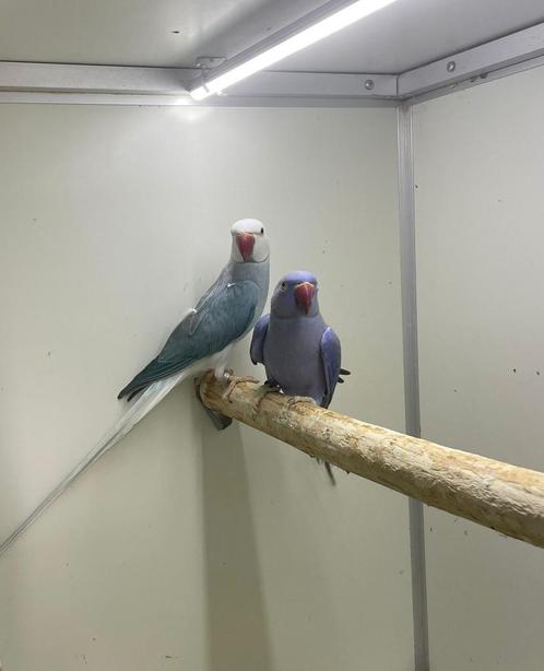 kweekkoppel halsbandparkieten opaline wkws, Dieren en Toebehoren, Vogels | Parkieten en Papegaaien, Papegaai