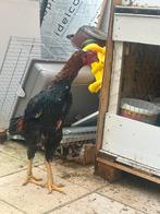 Shamo, Dieren en Toebehoren, Pluimvee | Toebehoren, Ophalen, Nieuw, Overige typen