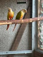 Pyrrhura male 2023, Dieren en Toebehoren, Vogels | Parkieten en Papegaaien, Mannelijk