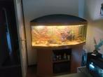 Aquarium juwel 450 liter, Dieren en Toebehoren, Ophalen, Zo goed als nieuw, Gevuld zoetwateraquarium