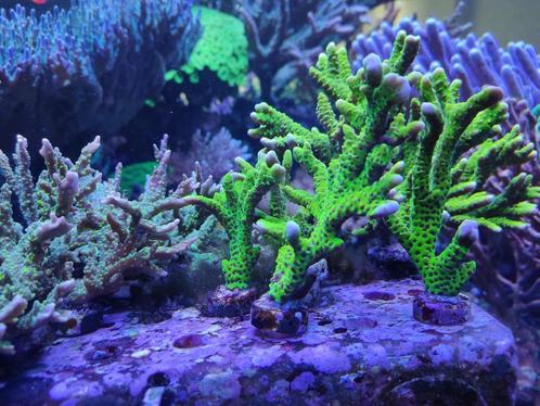 Koralen zeeaquarium sps, lps, leders, Animaux & Accessoires, Poissons | Poissons d'aquarium, Autres types