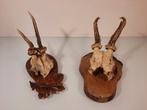 Trofeeplank met schedel gewei ree antiek, Ophalen of Verzenden, Gebruikt, Hert, Gewei of Kop
