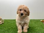 Cavapoo pups F1, Dieren en Toebehoren, Honden | Niet-rashonden, België, Reu, 8 tot 15 weken, Parvo