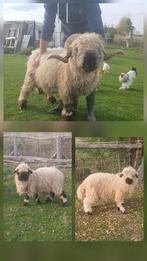 3 Walliser schwarznase, Dieren en Toebehoren, Mannelijk, Schaap, 0 tot 2 jaar
