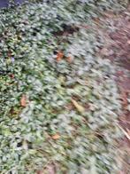 Maagdenpalm, Tuin en Terras, Planten | Tuinplanten, Ophalen, Vaste plant, Bodembedekkers