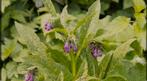 Smeerwortel (plant), Tuin en Terras, Ophalen, Vaste plant, Overige soorten, Volle zon