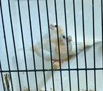 Gezocht verschillende koppels bonte meeuwen, Geringd